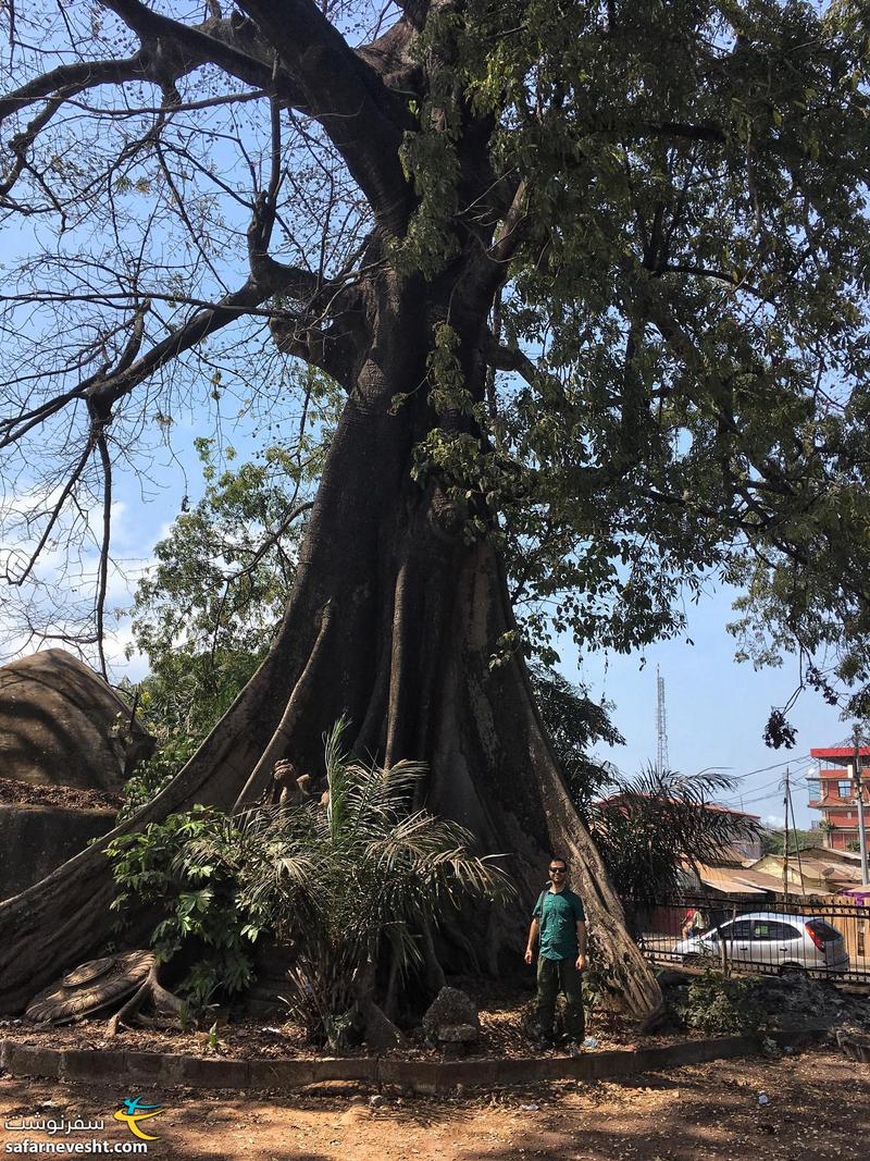 درخت با ابهت در حیاط موزه ملی