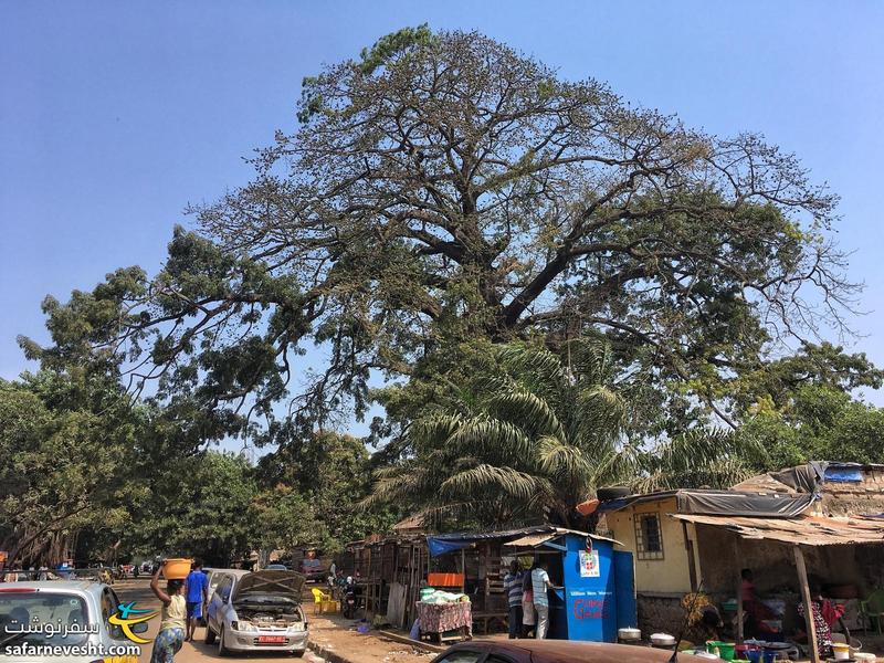 درخت با ابهت در کوناکری پایتخت گینه