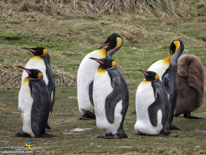 شاه پنگوئن های جزیره Tierra del Fuego