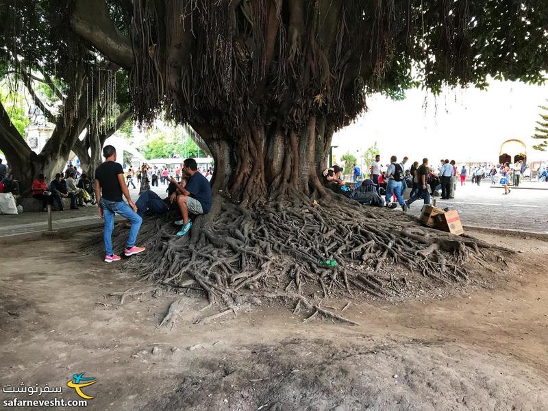 درختی با ریشه های جالب در میدان مرکزی شهر
