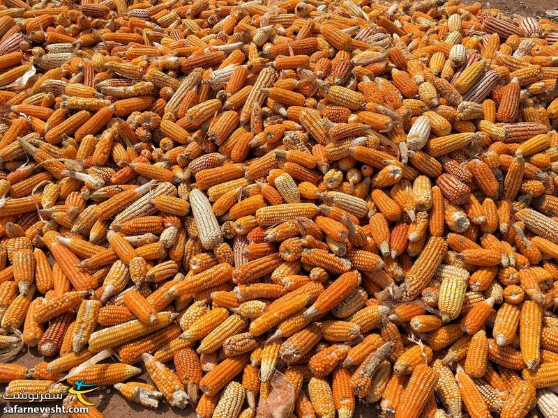 ذرت در ساحل عاج زیاد کشت میشه