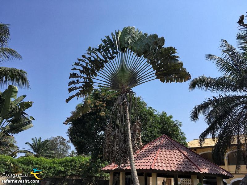 درخت پالم مسافر