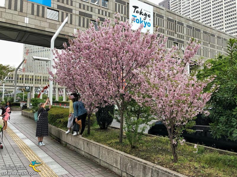 وقتی من به توکیو رسیدم فصل شکوفه های گیلاس تقریبا تمام شده بود
