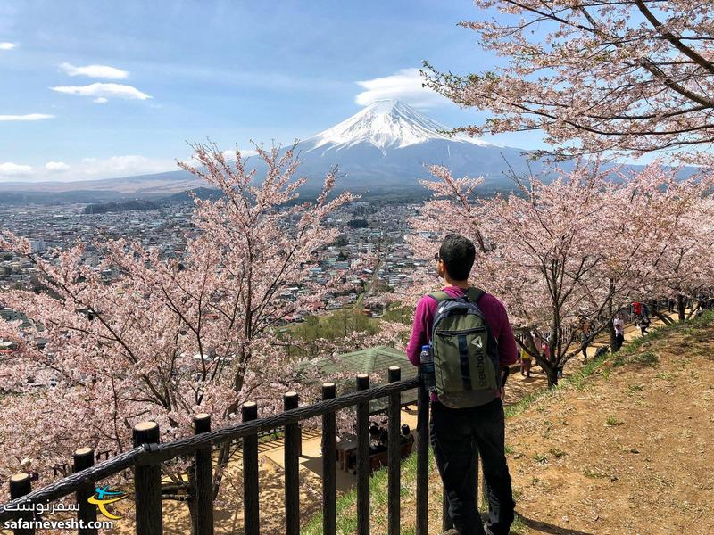 دیدن کوه فوجی از بین اون همه شکوفه گیلاس لذتی داره که قابل توصیف نیست.