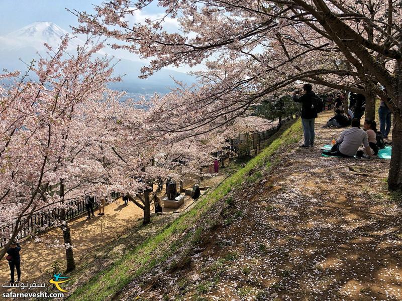 ساکورا، فصل شکوفه های گیلاس بهترین زمان دیدن ژاپن هست