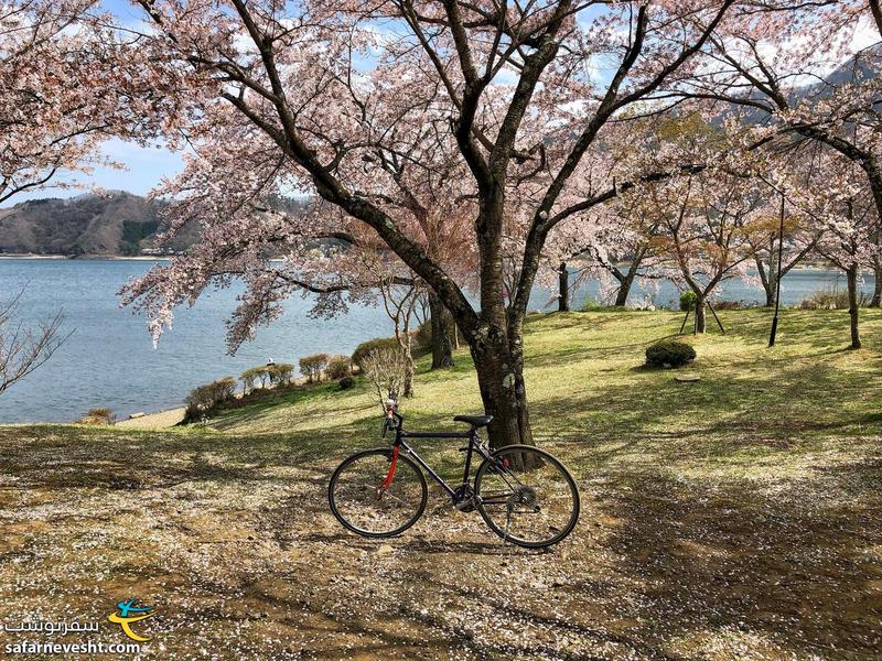 دریاچه کاواگوچی و دوچرخه من