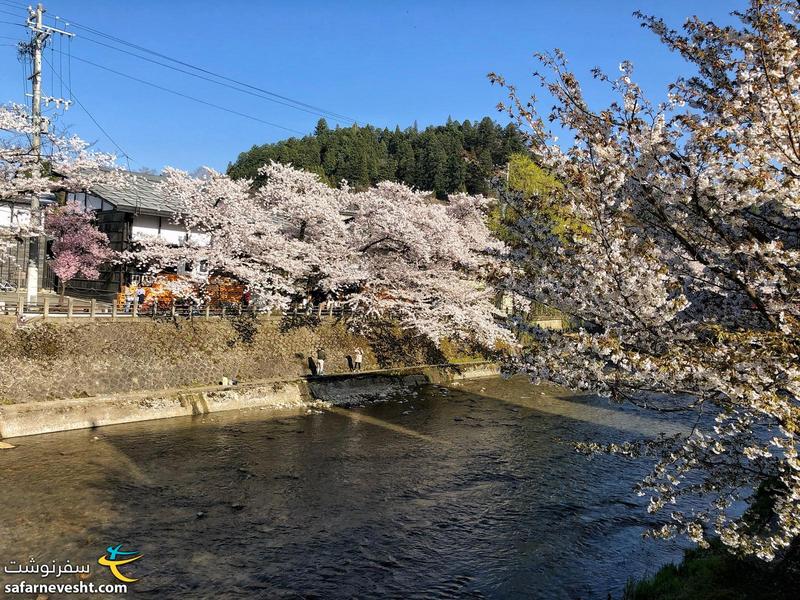 شکوفه های گیلاس در شهر تاکایامای ژاپن و رودخانه هیدا