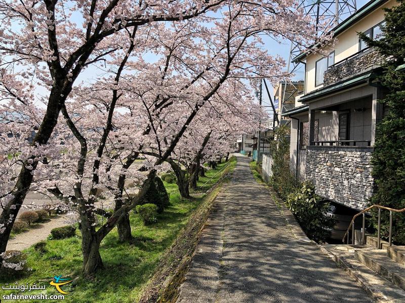 کوچه محبوب من در تاکایاما - بی شباهت به کارت پستال هایی که از ژاپن و شکوفه های گیلاس دیده بودم نبود.