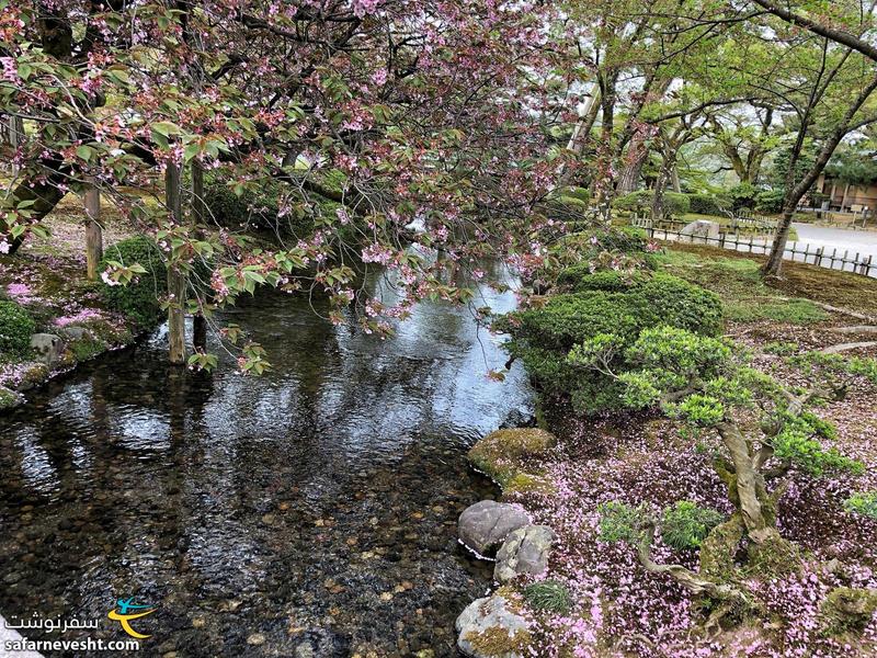 فصل شکوفه های گیلاس در کانازاوا رو به اتمام بود.
