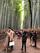 اگر میخواهید جنگل بامبو آراشیاما رو خلوت ببینید باید صبح بسیار زود اونجا باشید.