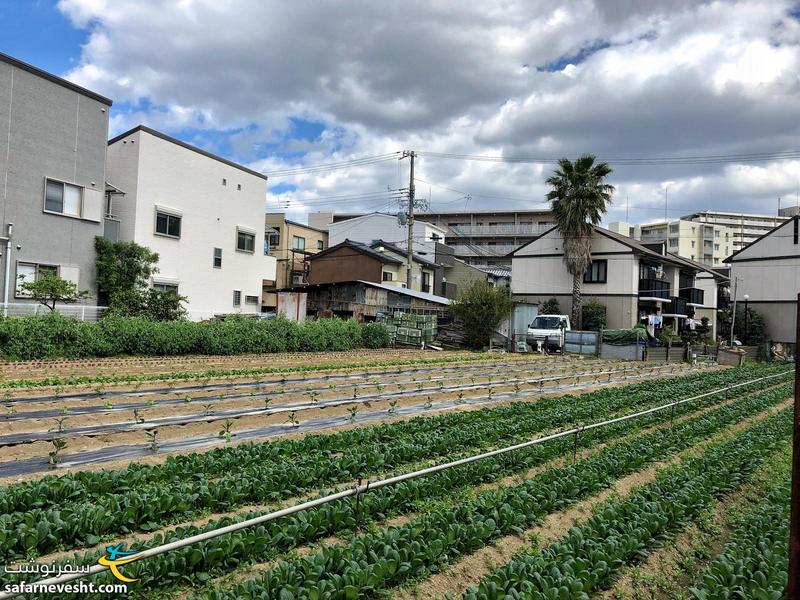 مزرعه کشاورزی در وسط شهر مدرن اوزاکا