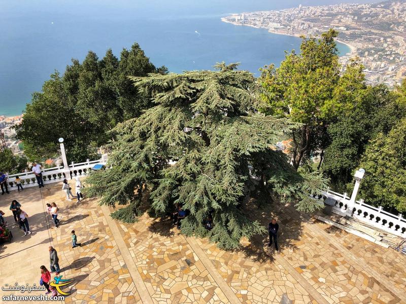 درخت سدار یا سرو لبنانی