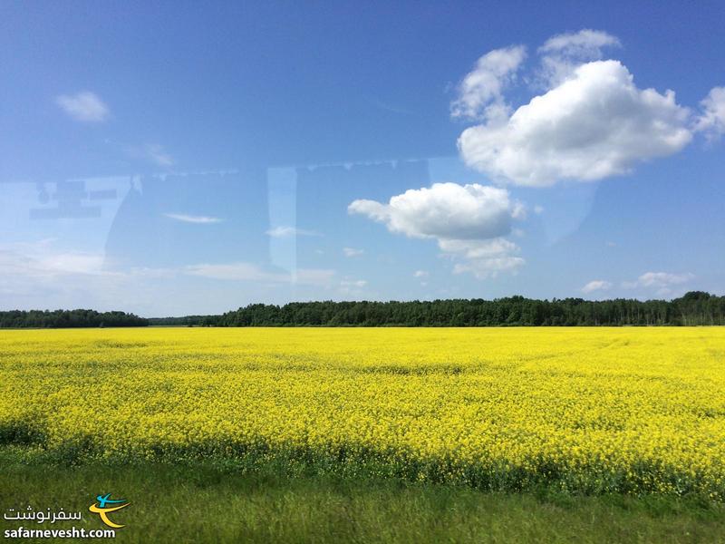  در مسیر لتونی به لیتوانی این مزرعه های زرد رنگ زیاد دیده می شد