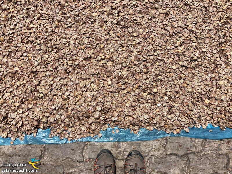 بیتل یک نوع ماده مخدر (انرژی زا) طبیعیه که در جنوب آسیا خیلی مصرف می شه
