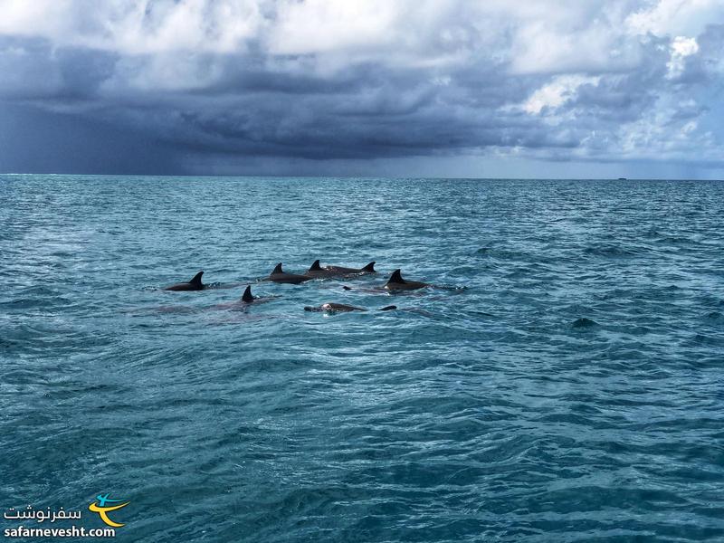 توقف بعدی برای دیدن دلفین ها بود. موفق شدیم کلی دلفین بیرون و داخل آب ببینیم.