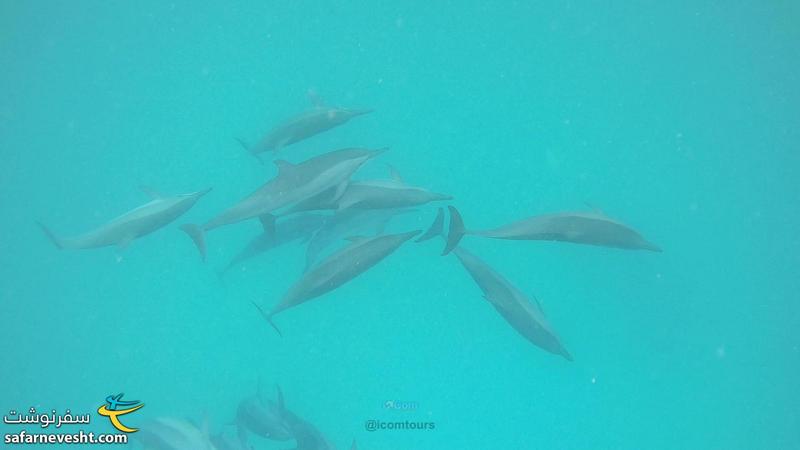 دلفین ها زیر آب