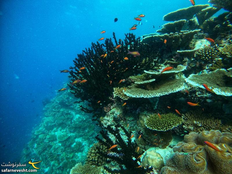 مرجان های مالدیو