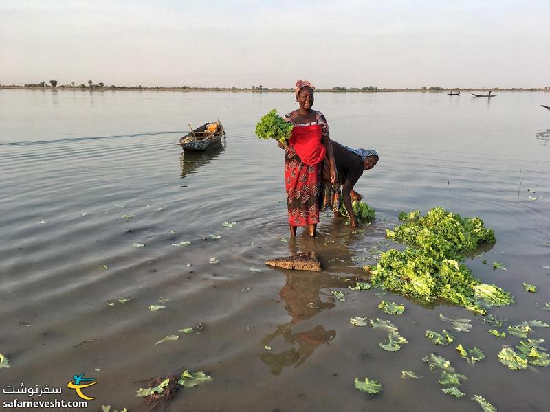 شستن کاهو در رودخانه نیجر