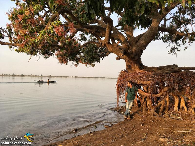 درخت انبه در ساحل رودخانه نیجر