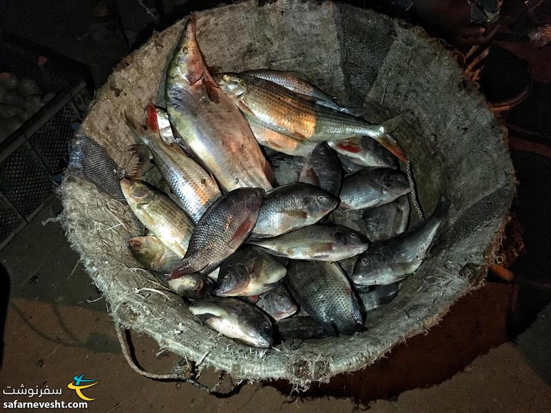 ماهی های رودخانه نیجر