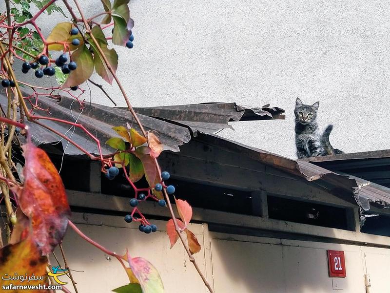 ترکیه صنعت مدلینگ رو برای گربه‌ها هم راه انداخته گویا