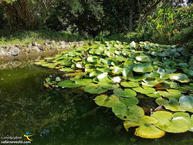 باغ گیاه شناسی باتومی