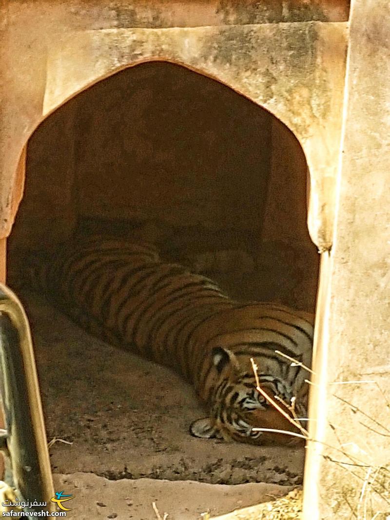 ببر بنگال در حال استراحت در خرابه های یک معبد در حیات وحش منطقه رانتامبور