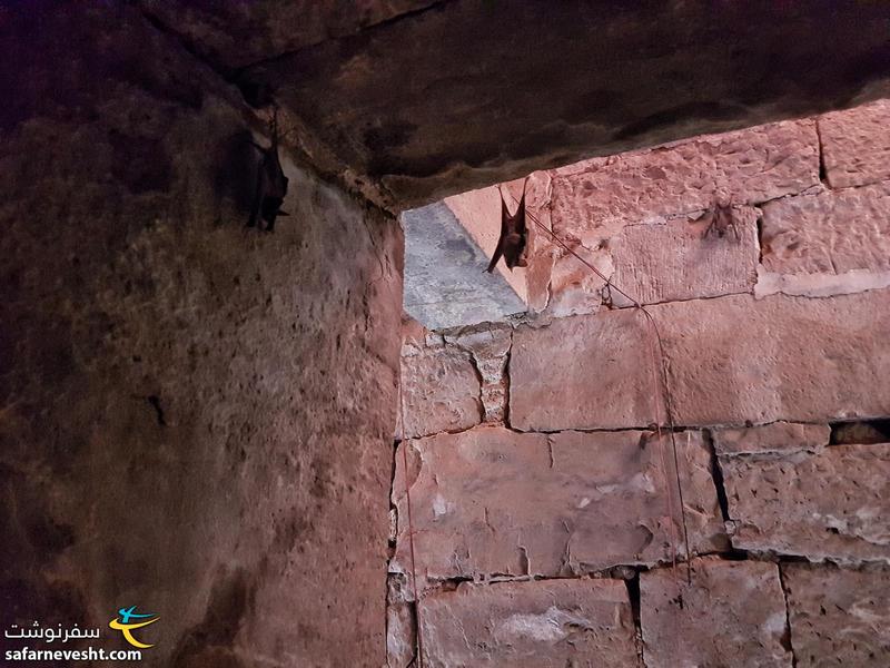 خفاش ها در یکی از کاخ های قلعه گوالیور