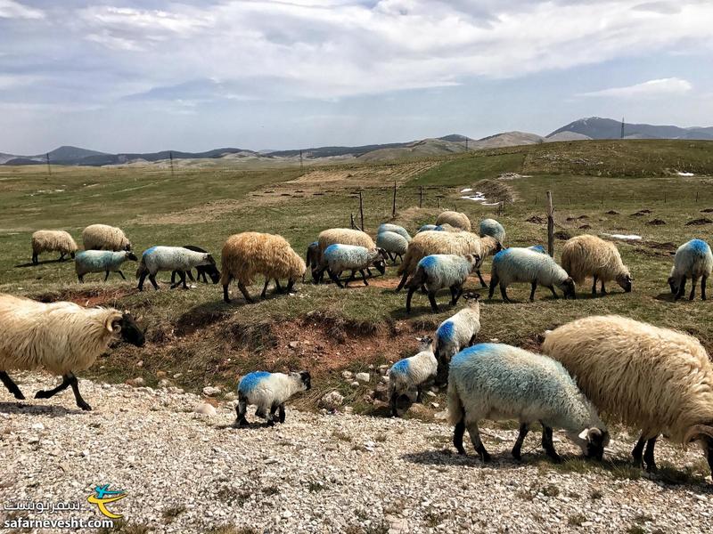 دامپروری مونته نگرو عالیه 👌