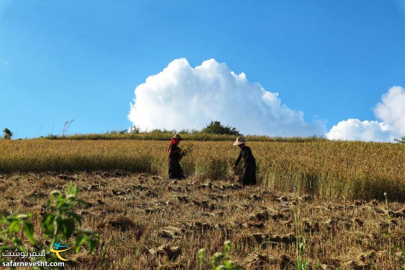 کشاورزان میانماری در حال برداشت محصول