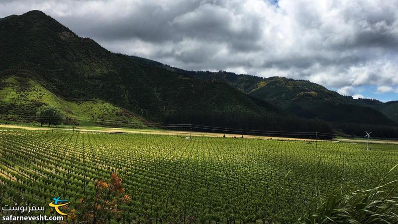 تاکستان هایی که انگورش برای تولید شراب نیوزیلندی استفاده میشه. شراب سفید نیوزیلند خیلی معروفه