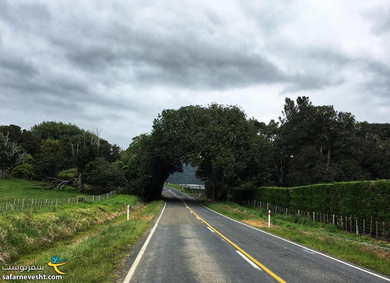 تونل درختی در جاده های نیوزلند