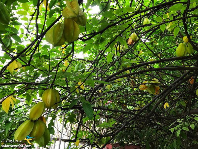 درخت میوه ستاره یا استار فروت رو برای بار اول توی ماناگوا دیدم.