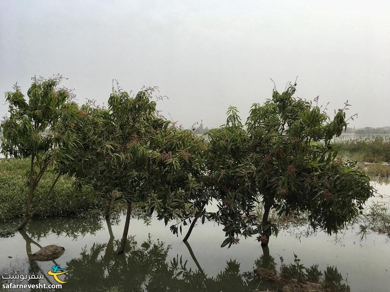درختان انبه جوان غرق شده در رود نیجر