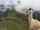 Llamas too, enjoyed the beauty of Machu Picchu