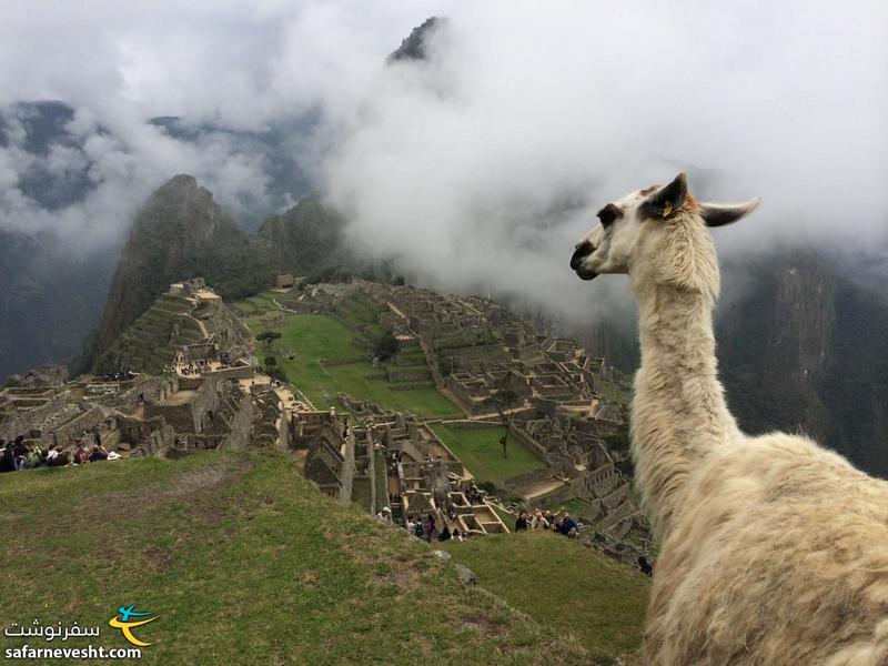Llamas too, enjoyed the beauty of Machu Picchu