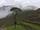 Single tree in Machu Picchu