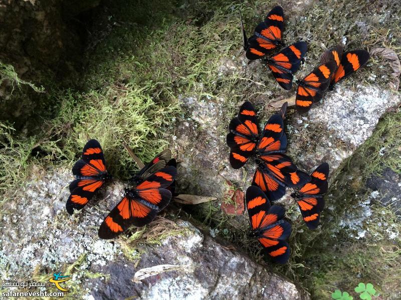 Beautiful butterflies on my way back to Hydroelectric
