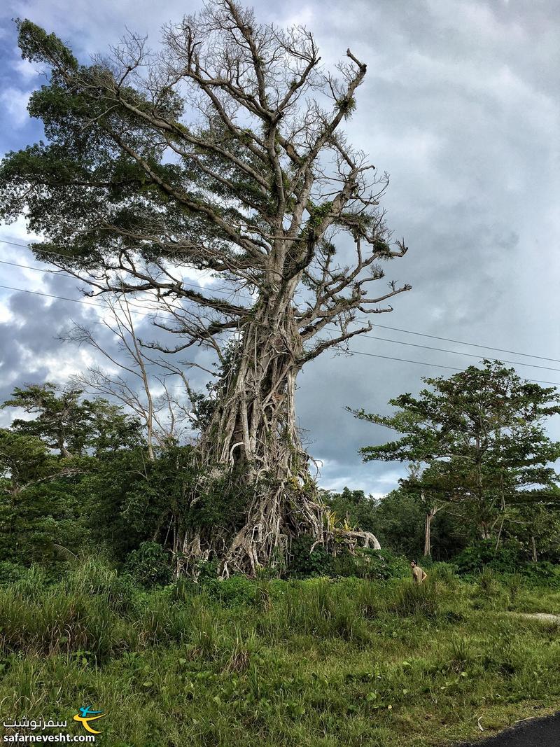 درختی در ساموا که احتمالا در مقابل بزرگیش انسان توی عکس به چشمتون نمیاد!
