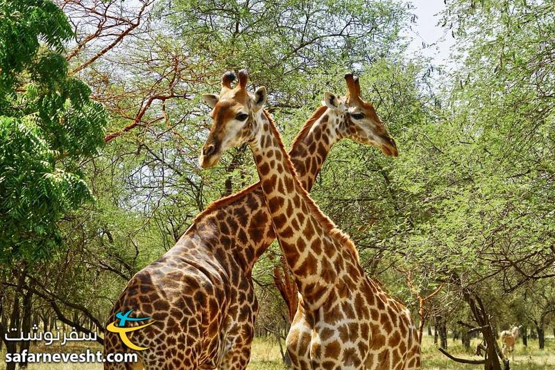 سفر گروهی به سنگال، تافته جدا بافته غرب آفریقا