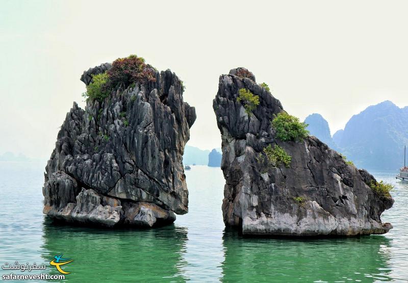 Fighting cock islet