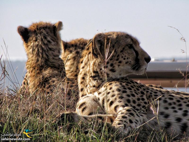 در پارک های ملی کنیا حیوانات آزاد و بازدیدکننده ها در قفس (ماشین) هستند