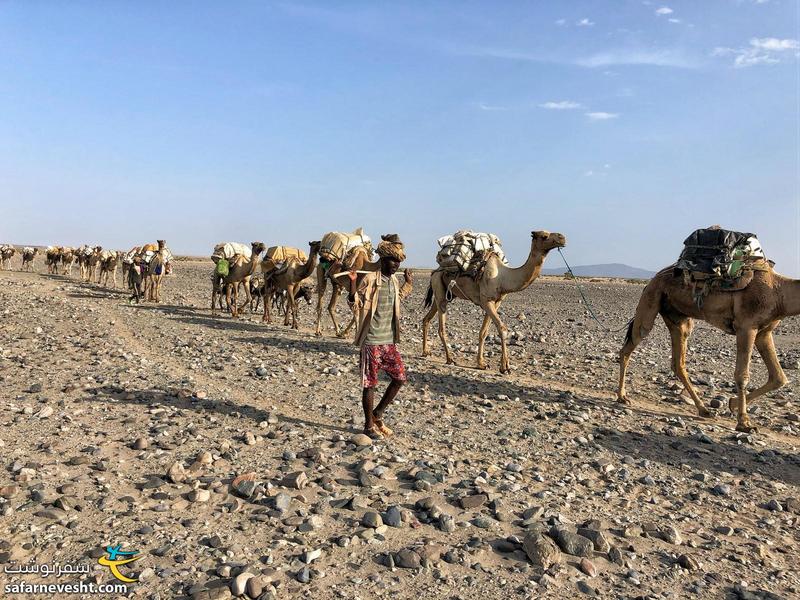 کاروان حمل نمک در شمال اتیوپی
