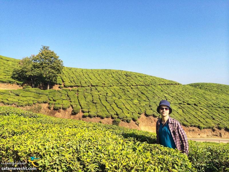 مزارع چای در ایالت کرالا هند